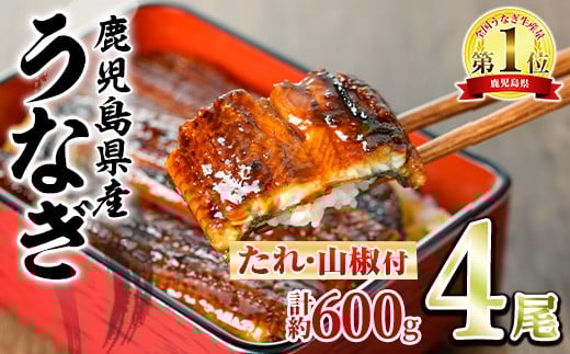 
            ＜発送時期が選べる＞東串良町のうなぎ蒲焼(無頭)(4尾・計約600g・タレ、山椒付) うなぎ 高級 ウナギ 鰻 国産 蒲焼 蒲焼き たれ 鹿児島 ふるさと 人気 【アクアおおすみ】
          