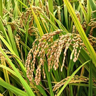 ふるさと納税 高石市 【数量限定】ひのひかり玄米30kg |  | 02