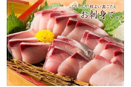 オリーブハマチ１本まるごと（半身カット）【予約受付：令和8年10月中旬頃から出荷開始！】【C-312】