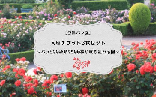 
バラ800種類7500株が咲き乱れる【谷津バラ園】入場チケット3枚セット　バラ色のしあわせなひとときを！
