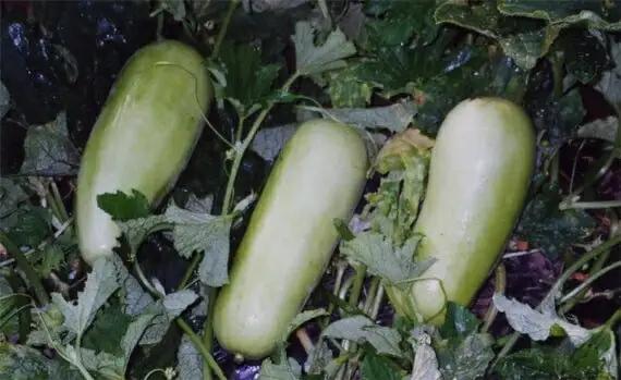 白瓜の粕漬【ごはんのお供 つけもの 漬け物 漬物 白瓜 粕漬 信州 瓜の粕漬け おつまみ おかず 長野県 佐久市 】