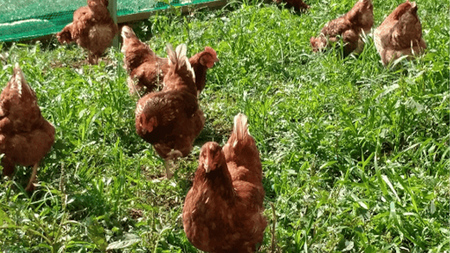 王様の卵 ヨード入 40個 平飼い 地鶏 有精卵 濃厚 卵 こだわり卵 たまご