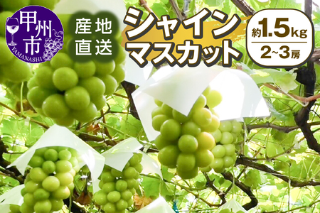 甲州市産 産地直送 シャインマスカット 約1.5kg（2～3房）【2025年発送】（SSI）B13-1830【 シャインマスカット 葡萄 ぶどう ブドウ 令和7年発送 期間限定 山梨県産 甲州市 フルーツ 果物】