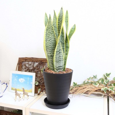 
                  【観葉植物】サンスベリア 5号 ブラック丸プラスチック鉢 土の表面:ウッドチップ【観葉植物 インテリア 部屋 おしゃれ 福岡県 筑前町 送料無料 AG057】
                