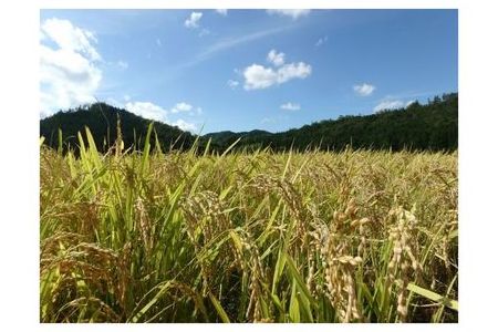 【3回定期便】京都・神前米 キヌヒカリ 10kg×3回☆精米したてをお届け≪減農薬 自家栽培米 生産農家 直送 米 令和5年産 精米 クリーン白米≫    