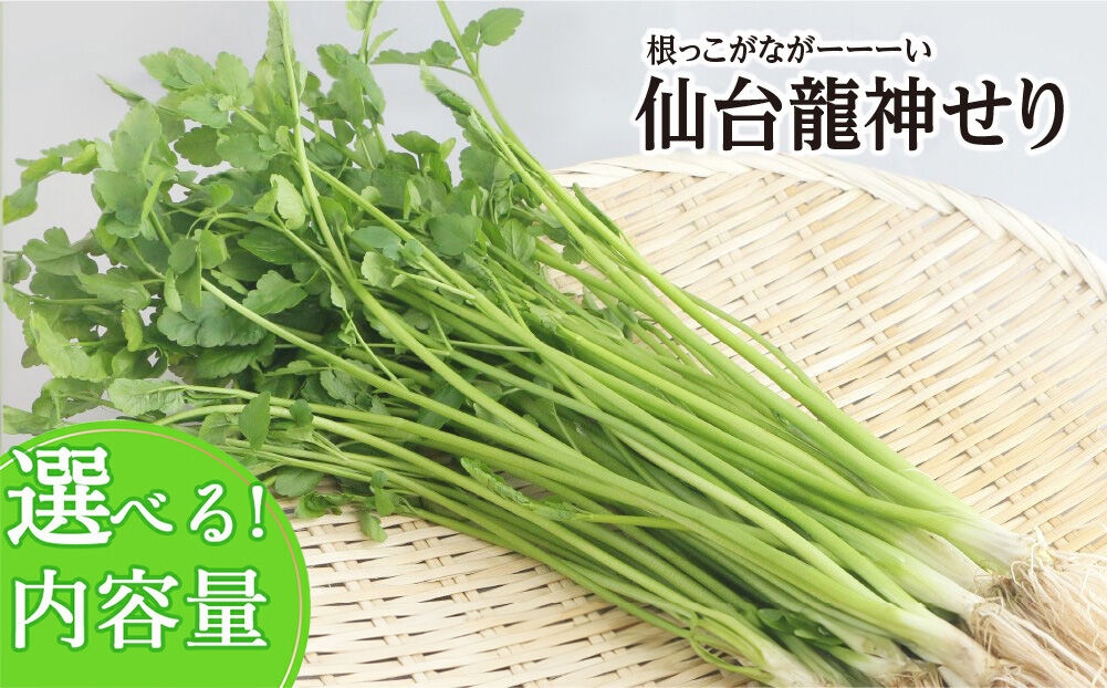 
                  【期間限定】根っこがながーーーい　仙台龍神せり【選べる種類 2～10人前】 [せり 仙台名物 セリ 野菜 鍋にどうぞ]
                