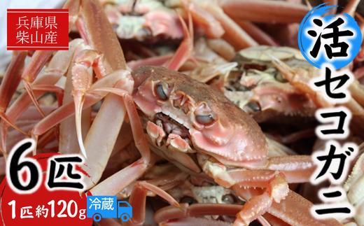 【先行予約】【柴山産 活セコガニ 6匹 1匹約120g】11月中旬以降配送予定 濃厚なかにミソとやみつきになる内子、外子が絶品です 数量限定 産地直送 鮮度抜群 絶妙の塩加減での茹で上げ 大人気 ふるさと納税 香美町 香住 柴山 カニ 松葉ガニ せいこがに メスガニ 親ガニ ヤマヨシ 27000円 37-01