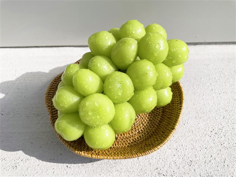 【2026年発送】おまかせ！山梨県産ぶどう　3色　食べ比べ　セット　約1.8㎏　［ぶどう　葡萄　シャイン　シャインマスカット　クイーンニーナ　マイハート　スカーレット　巨峰　ブラックビート　くだもの　