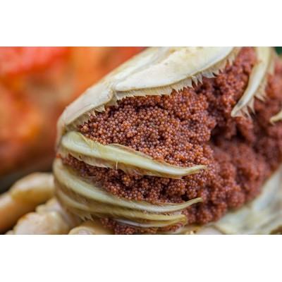 ふるさと納税 京丹後市 美味!驚きの旨さ!茹でセコガニ(訳あり) 中サイズ5匹入(茹で上がり後1匹175g以上) |  | 02