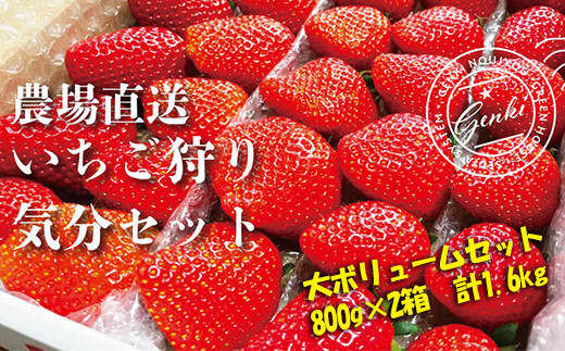 
【 予約受付 】 いちご 食べ比べ 約 1.6kg ( かおり野 よつぼし 紅ほっぺ 恋みのり ) 800g × 2箱 選べる発送月 完熟 7品種 から 2種類 お届け 苺 イチゴ ストロベリー 産地直送 ご当地 果物 くだもの フルーツ デザート 食品 冷蔵 げんき農場 埼玉県 羽生市
