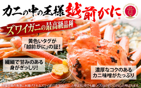 越前がに本場の越前町からお届け！【訳あり】≪浜茹で≫越前がに 3杯（生で1杯400～600g）食べ方しおり付【規格外 雄 ズワイガニ かに カニ 蟹 越前ガニ 姿 ボイル 冷蔵 福井県】【2月発送分】