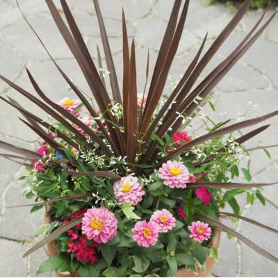 ふるさと納税 朝倉市 シャープでスタイリッシュな銅葉のコルジリネと季節のお花寄せ植え |  | 02