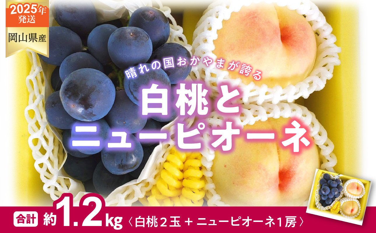
            【2025年発送分 先行受付スタート】岡山県産 白桃とニューピオーネのセット（令和７年7月以降発送）【 白桃 ニューピオーネ セット 詰合せ フルーツ 果物 もも 桃 モモ 葡萄 ぶどう ブドウ 岡山県産 hzS-T 】
          