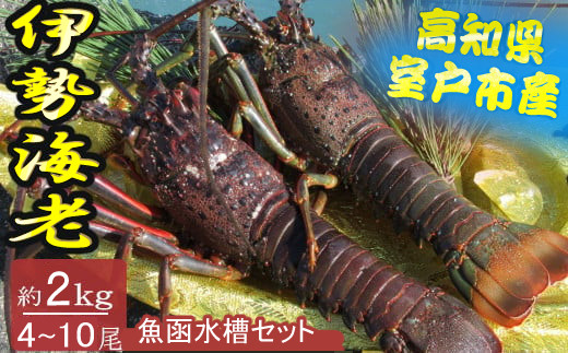 
【漁師直送】室戸沖（活）伊勢海老　２ｋｇ（４～１０尾）魚函水槽セット
