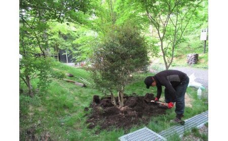 AO-6 芝生種子（40kg）＆樹木（6本）