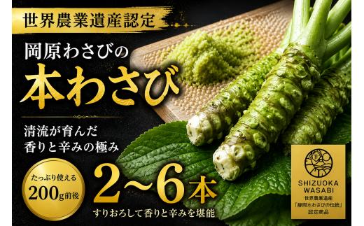 【世界農業遺産認定】 無農薬 本わさび 生わさび 西伊豆 伊豆 天城山 清流 岡原わさび 冷蔵 わさび 刺身 さしみ ステーキ 薬味 わさび丼 ギフト お歳暮 お中元 数量限定 季節限定 サイズ不揃い 規格外 大小混合