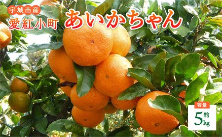 先行予約 みかん 愛紅小町 あいかちゃん 約5kg 45～55玉 吉田レモニー 2026年11月上旬から2027年1月下旬発送予定