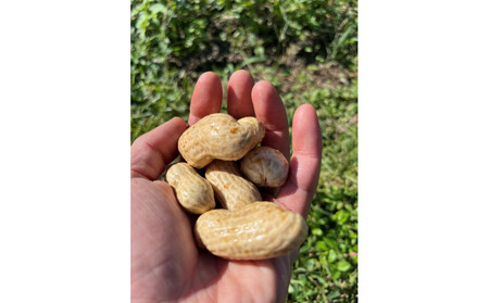 愛知県豊田市産 【生落花生】 1.5kg