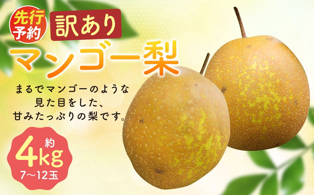 
                  【2026年10月下旬～12月下旬迄順次発送予定】【訳あり】王秋梨 (マンゴー梨) 約4kg (7-12玉)
                