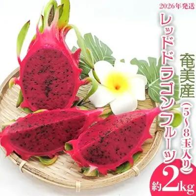2026年発送【奄美産】レッドドラゴンフルーツ 約2kg（5～8玉入り）果物 フルーツ