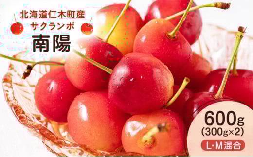 [先行受付] 北海道 仁木町産 サクランボ 南陽 600g （300g×2） L・M混合 果物類 果物 くだもの フルーツ さくらんぼ チェリー 旬の果物 [UMIX FARM]