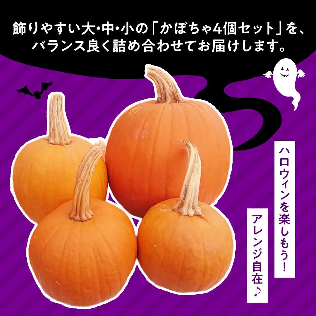 ハロウィンかぼちゃ バラエティセット 約5kg (CG002)