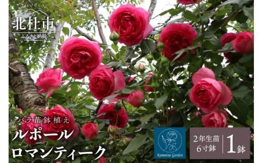 【2026年2月以降発送】バラ苗鉢植え「ルポールロマンティーク」 バラ 苗 1鉢 弱い返り咲き 鉢植え 花 6寸鉢 2年生苗 ガーデニング 初心者 母の日 父の日