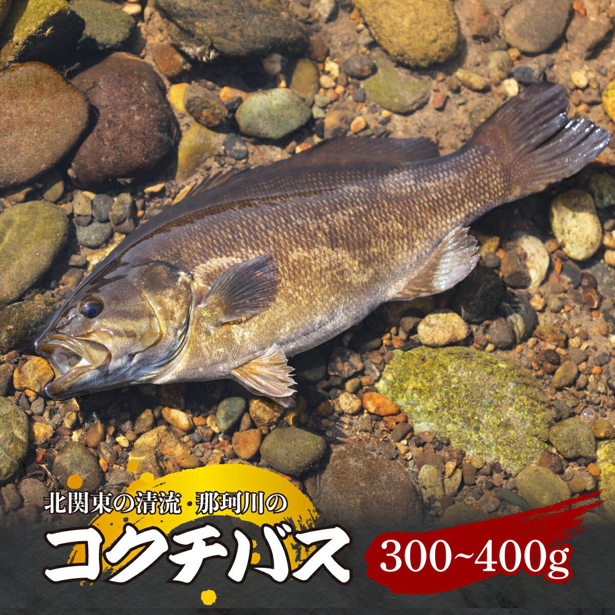【ふるさと納税】コクチバス 北関東の清流「那珂川産」300～400g 冷凍 | コクチバス 天然 鮮魚 川魚 釣り 新鮮 北関東 清流 唐揚げ から揚げ 素揚げ 塩焼き 炭火焼 白身 白身魚 外来魚 特定外来生物 未利用魚 Riverline 栃木県 茂木町
