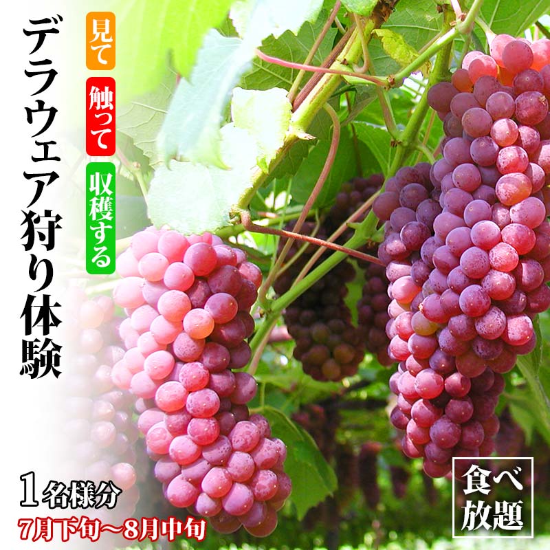 【ふるさと納税】デラウェア狩り体験 食べ放題 1名様分 デラウェア狩り ぶどう狩り フルーツ狩り くだもの狩りデラウェア ぶどう ブドウ 葡萄 フルーツ 果物 くだもの 体験 復興 震災 コロナ 能登半島地震復興支援 北陸新幹線 F6P-1809