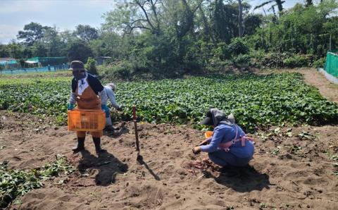 【先行予約・11月～発送】さつまいも 紅あずま 5kg 新潟県柏崎産 はまたろう【数量・期間限定】[ZB570]