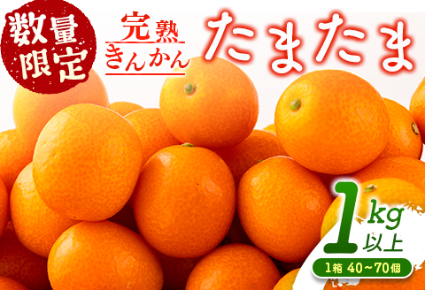 先行予約 数量限定 完熟きんかん たまたま 計1kg以上 (1kg×1箱) フルーツ 果物 くだもの 柑橘 金柑 国産 食品 期間限定 大粒 宮崎ブランド 希少 おすすめ デザート おやつ ギフト 贈り物 贈答 お返し お祝い おすそ分け 産地直送 日南市 送料無料 NEW返礼品 日南市からの贈り物特集 南郷包装たまたま_A91-24