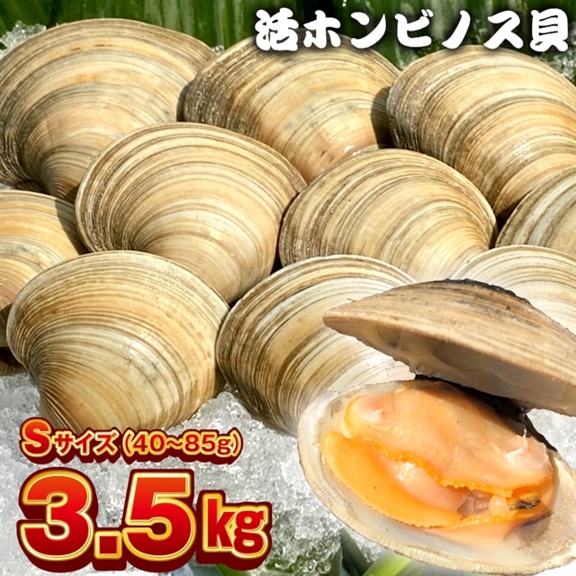 BK-8Sf 漁師直送！活ホンビノス貝3.5kg（Sサイズ）