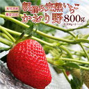 【ふるさと納税】【先行予約】いちご かおり野 合計800g（約200g×4パック） 果物 フルーツ 【2025年1月中旬から順次発送】