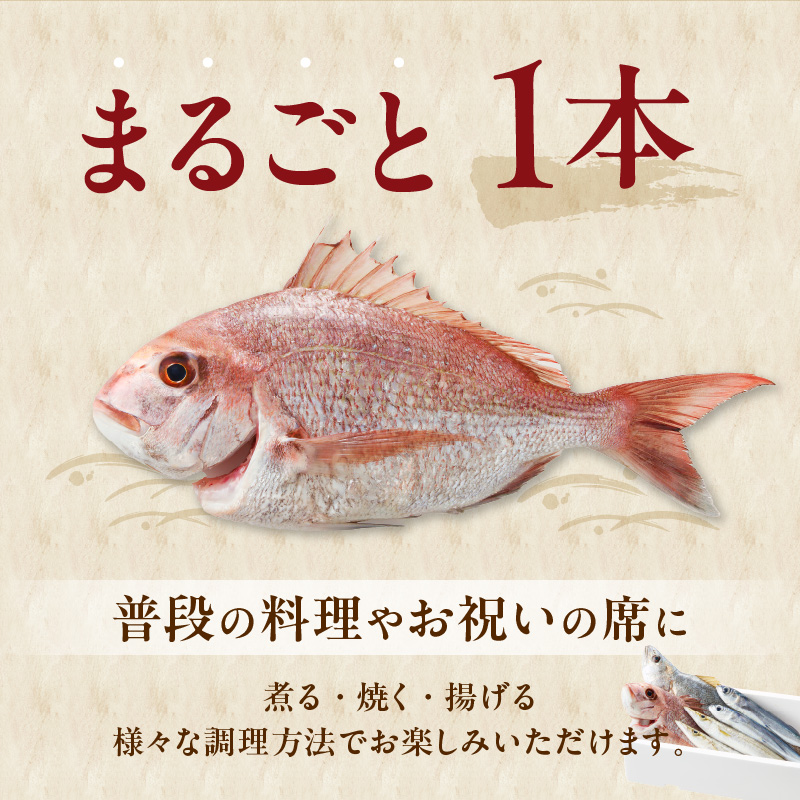 【6ヶ月定期便】大和海商の朝どれ鮮魚直送定期便　2.5kg N072-ZE075