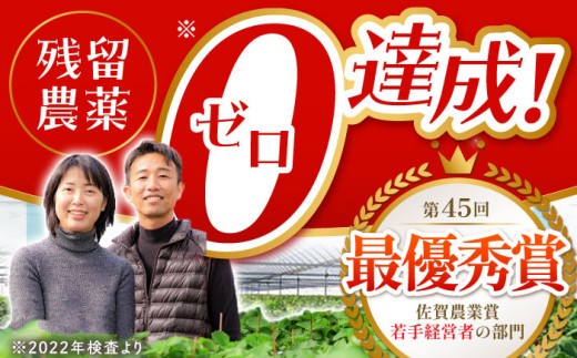 朝摘みいちご さがほのか 1kg（250g×4パック）【むらおか農園】 [HAF024] / いちご 苺 イチゴ 果物