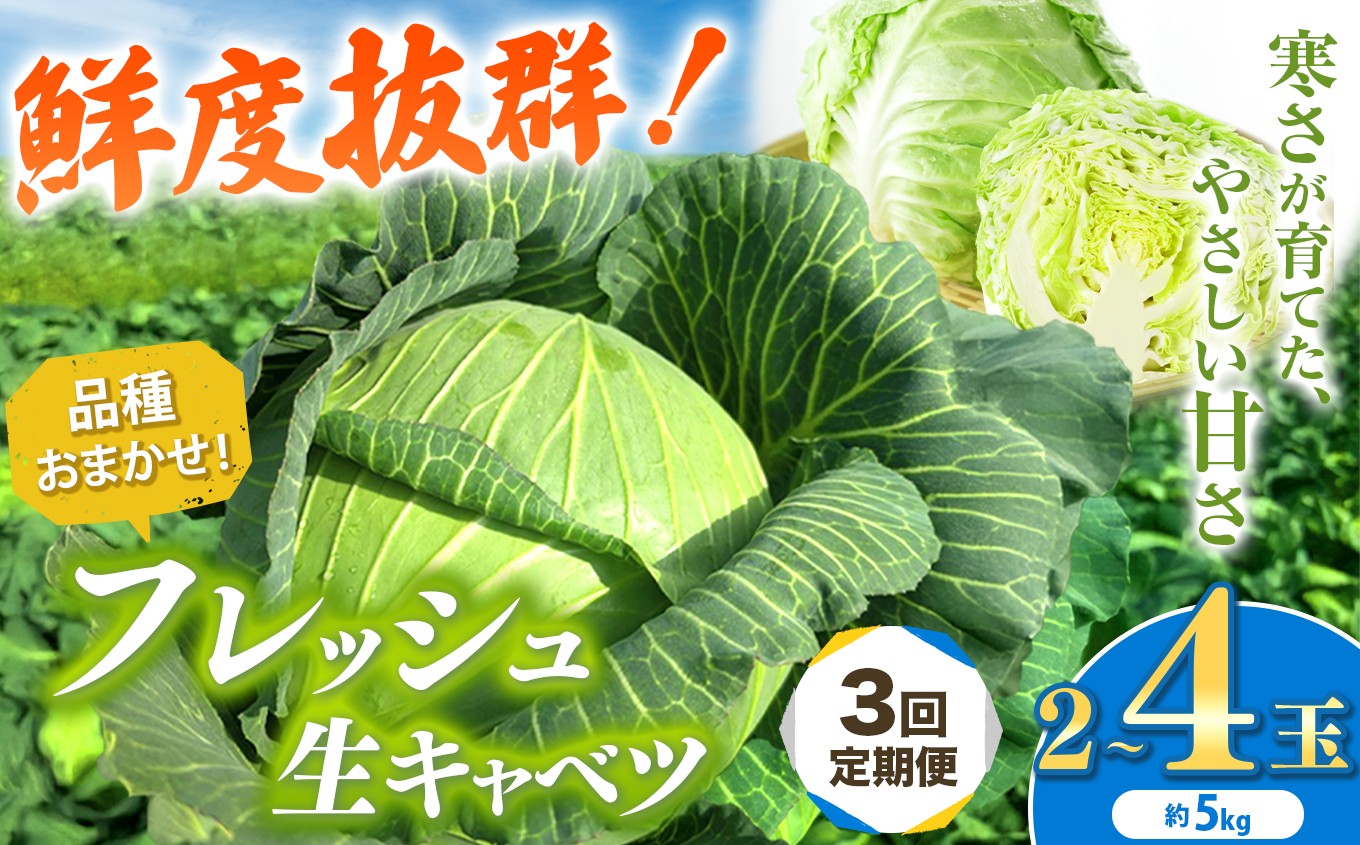 
            【 先行予約 】 【 定期便 3回 】 キャベツ 約4～5kg 鮮度抜群！ 農業家が手がける旨味な きゃべつ 2～4玉 | うの福商店 うのふく とろける 味自慢 フレッシュ 新鮮 存在感 ロールキャベツ 回鍋肉 煮込み料理 千葉県 君津 きみつ
          
