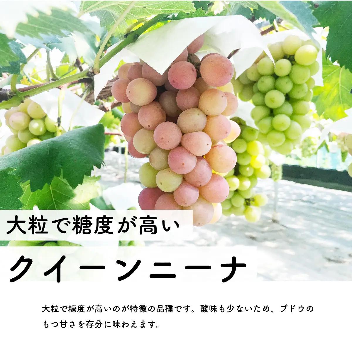 【先行予約・2026年9月】クイーンニーナ 1.5kg 希少品種｜数量限定・産地直送・農家直送・高糖度ぶどう