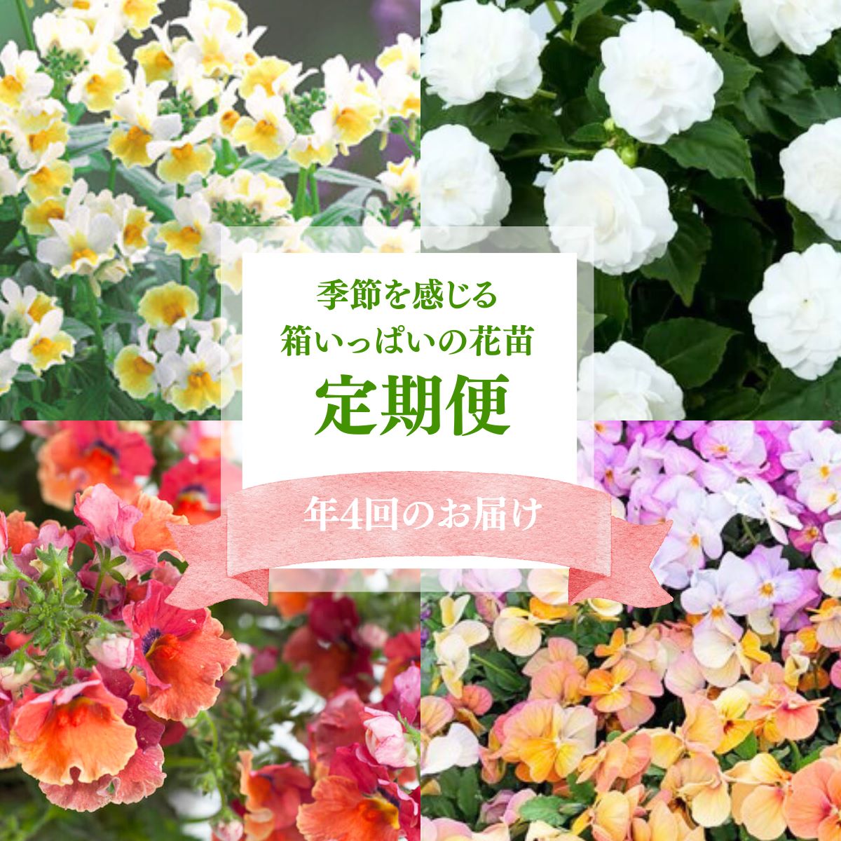【ふるさと納税】季節を感じる箱いっぱいの花苗(年4回 季節ごとにお届け)| 花苗 春 夏 秋 冬 年4回コース フラワー ギフト 季節 お花 ガーデニング 旬 インテリア 園芸 工芸品 装飾品 定期便 花 植物 花壇 育てやすい 趣味 癒し 埼玉県 上尾市