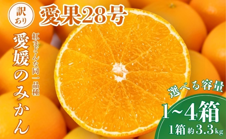 
                  愛果28号 訳あり みかん ご家庭用 【選べる容量3.3kg~13.2kg】 紅まどんなと同一品種 柑橘 先行予約 【2026年11月下旬から順次発送予定】 果物 蜜柑 数量限定 人気 愛媛 伊予市
                