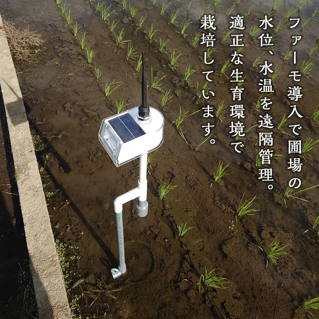 令和8年産 新米 いのちの壱 5kg 玄米 単一原料米 茨城県産