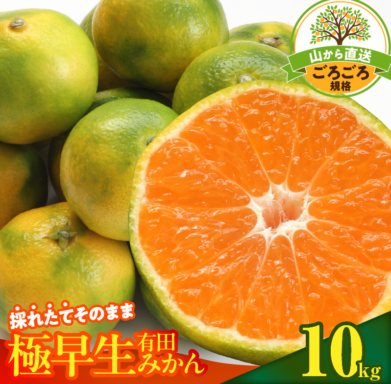 【2026年先行予約】みかん 極早生 山から直送 箱込 10kg ( 内容量 9.2kg ) 採れたてそのままごろごろ規格 有田みかん 和歌山県産_MK1078