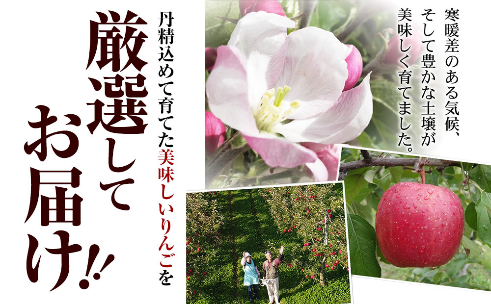中野果樹園のジョナゴールド５ｋｇ（１６〜２０個入り）