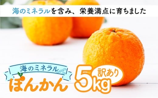 【先行予約】ポンカン 海のミネラルをたっぷり含んだ甲浦のポンカン 5kg〈訳あり〉 国産 東洋町産 訳アリ 甘い 栄養たっぷり ジューシー 果肉 四国 お取り寄せ フルーツ 蜜柑 ミカン 果物 家庭用 自宅用 送料無料 H20