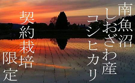 【令和7年産】【定期便】契約栽培限定 南魚沼しおざわ産コシヒカリ10Kg×12ヶ月【2025年10月上旬より順次発送予定】