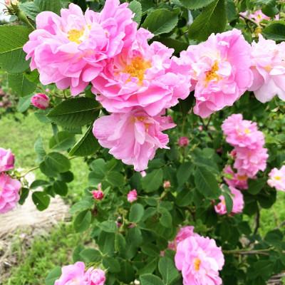 ふるさと納税 茅野市 蓼科高原からお届けする薔薇の自然派化粧水(オールドローズローション)120mL |  | 02