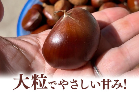 【 2026年 先行予約 】 生栗 1kg くり 栗 有機 肥料 栽培 国産 果物 くだもの 和栗 フルーツ 1キロ 9月 発送 秋 旬 品種 茨城県産 産地直送 産直 農家直送 冷蔵 茨城県 石岡市