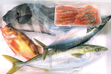 魚 富山湾直送 とれたて鮮魚セット 約1.5～2.5kg 旬 新鮮 鮮魚 詰め合わせ 産地直送 冷蔵/くろべ漁業協同組合 魚の駅「生地」/富山県 黒部市 海鮮 魚介類 魚介 