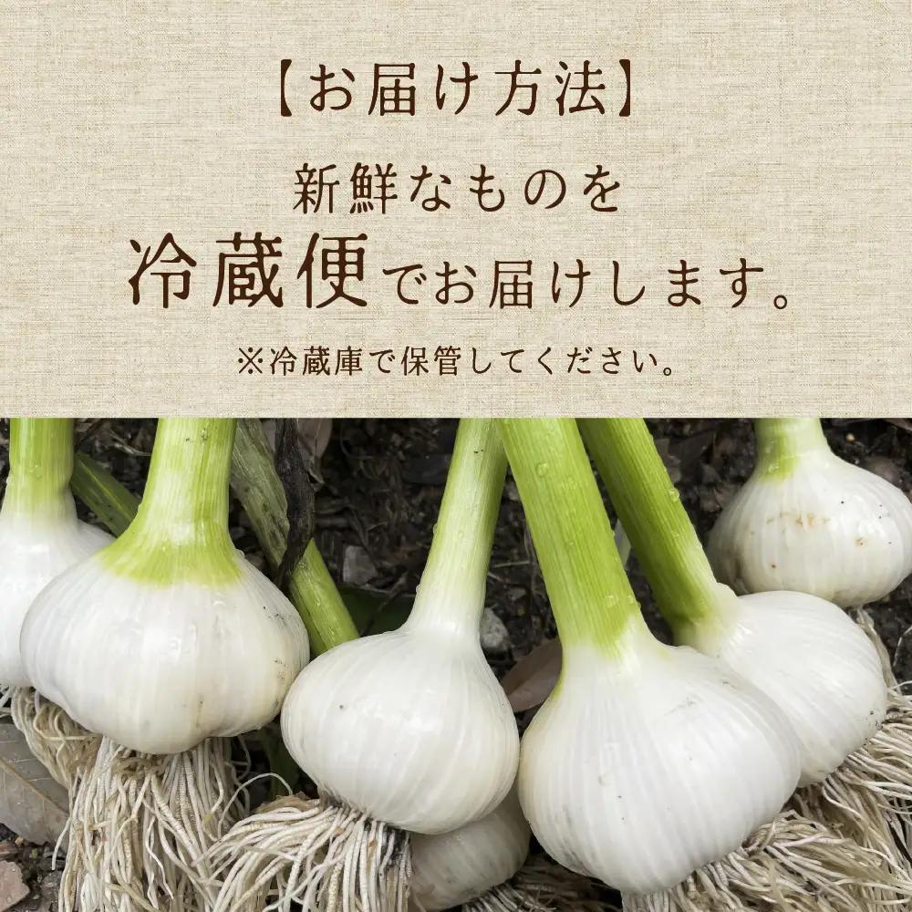飛騨産 生にんにく 選べる内容量 500g  生 ニンニク【6月中旬～下旬発送】水村農園 