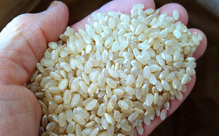 【定期便3回】雄踏ファームカモ産 玄米「みつばちまもる米」5kg（品種：にこまる）（3ヶ月連続・合計15kg）