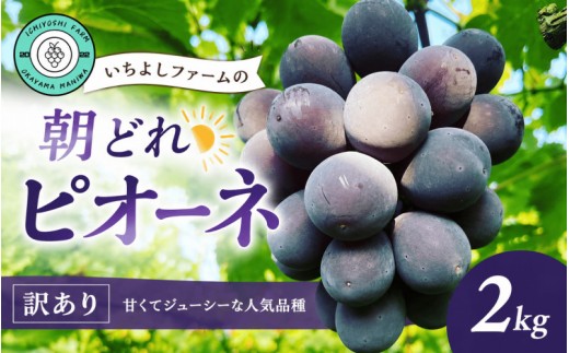 
                  【2026年先行予約】ピオーネ 2kg(3~4房)種無し 訳あり＜除草剤不使用＞岡山産いちよしファームの朝どれピオーネ / ピオーネ ぶどう 葡萄 果物 くだもの フルーツ 種無し 数量限定 産地直送 農家直送 旬 甘い 真庭市【icys001-01】
                